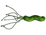 Helicobacter Pylori (H. Pilori)