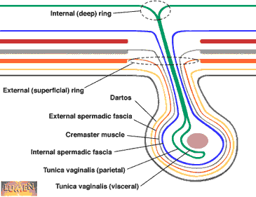 Skrotum Anatomisi