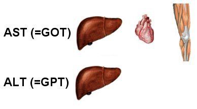 AST ve ALT yükselmesi