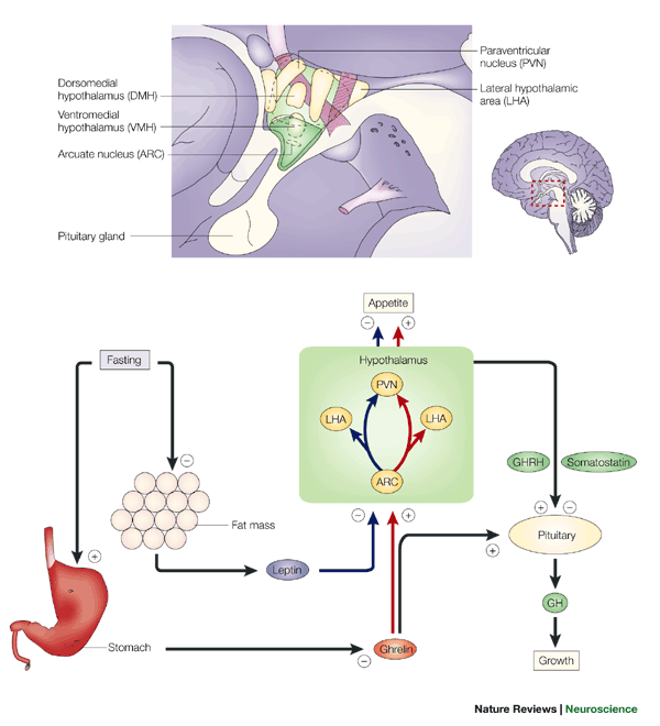 Ghrelin hormonu