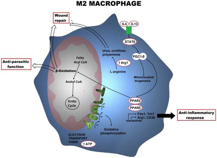 otofaji nedir Autophagy