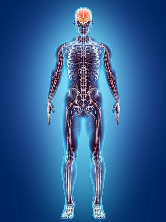 Yeni Organ bulundu - İnterstitium