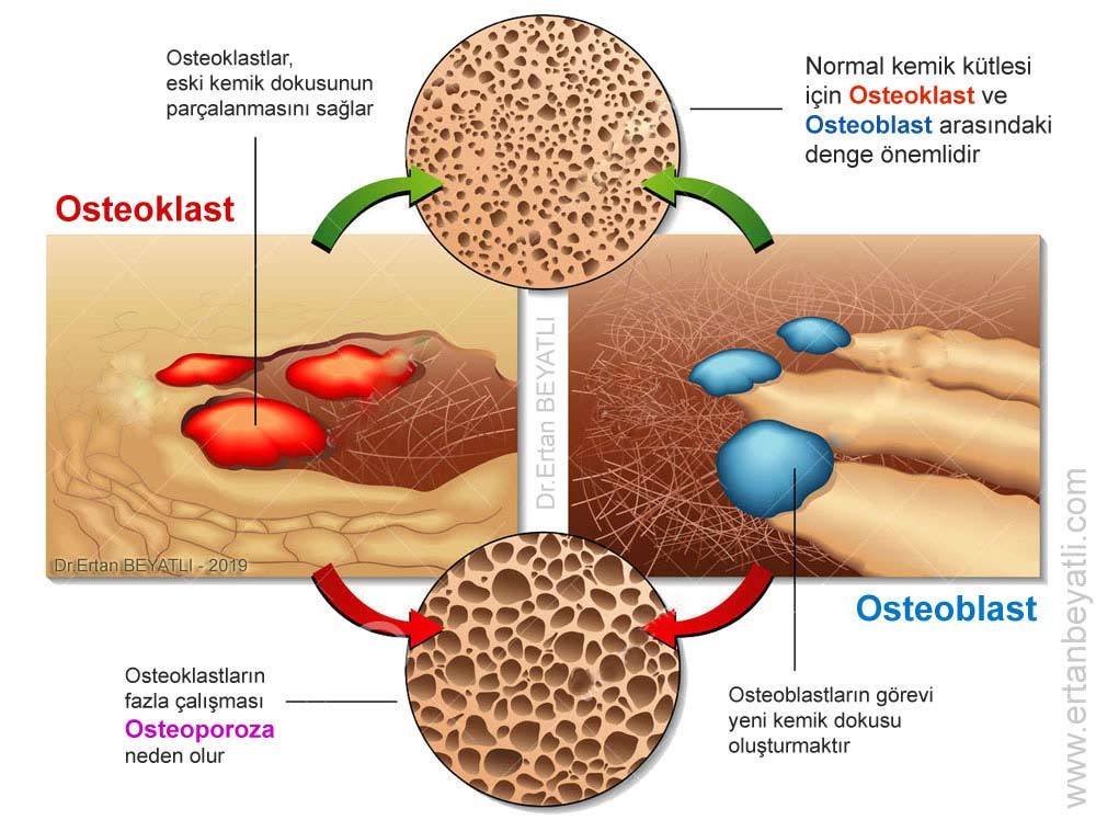 Osteoklast ve osteoblast