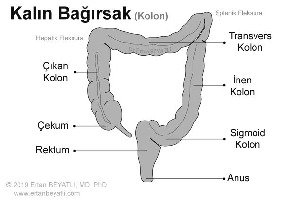 kalın bağırsağın (Kolon) anatomik bölümlerini gösteren fotoğraf.