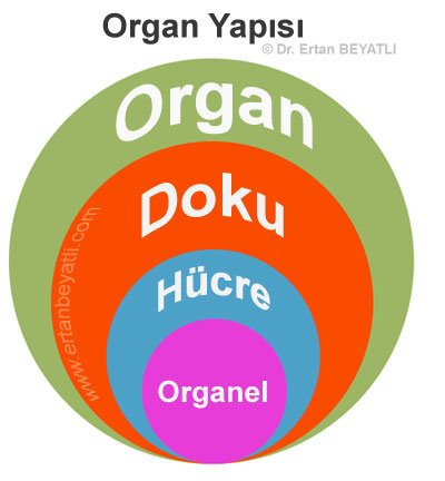 Organ yapısı - Organel → Hücre → Doku → Organ → Organ sistemi