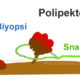 Polip Polipektomi nedir?