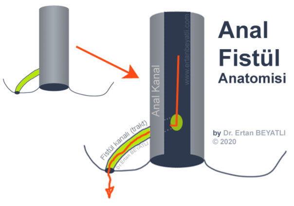 Anal Fistül Anatomisi Dr.Ertan BEYATLI 2020