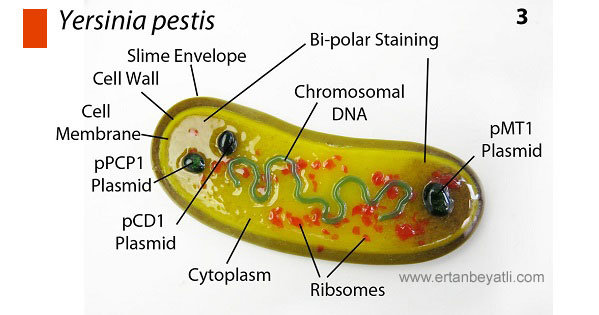 Veba'nın sorumlusu Yersinia Pestis