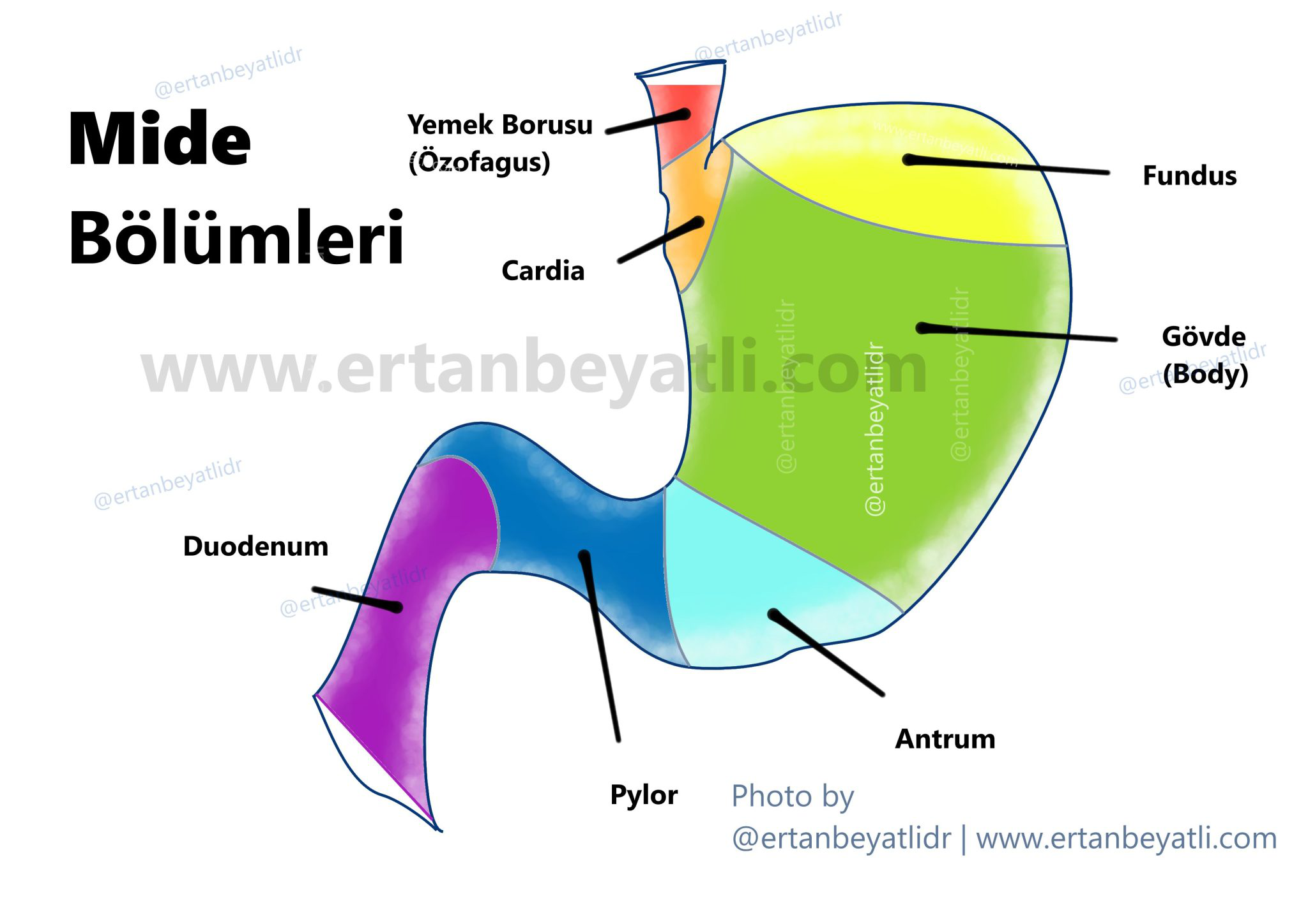 Pangastrit Nedir? 1 Midenin anatomik bölümleri