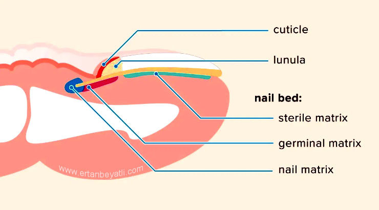 tırnak anatomisi
Tırnak Batması için cerrahi tedavi