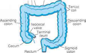 terminal ileum nedir?