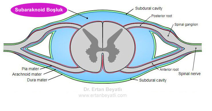 Subaraknoid boşluk