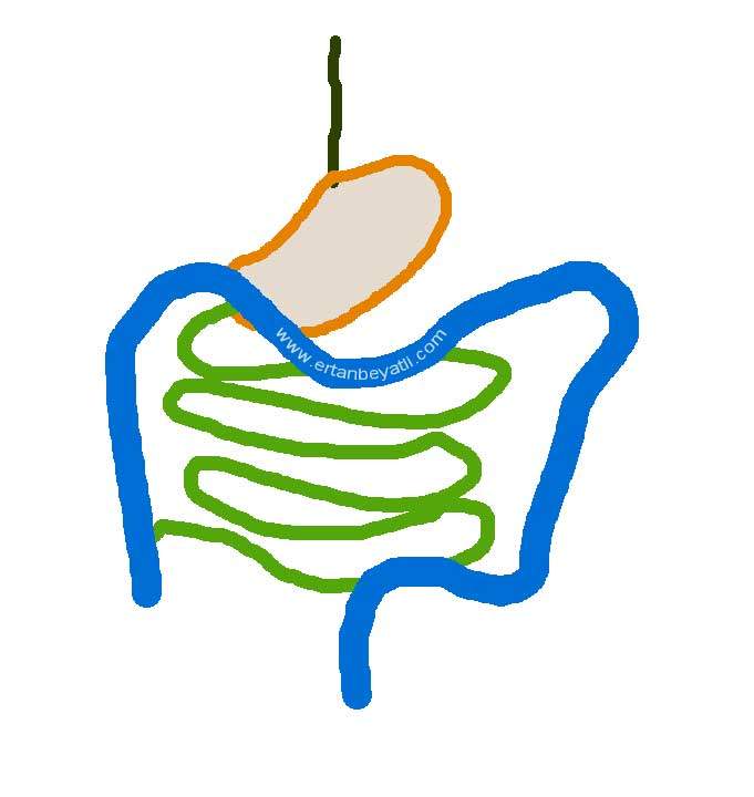 Gastrointestinal sistem